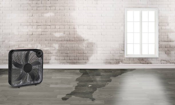 Best Professional water damage repair  in Porterville, CA